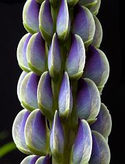 Lupine 13